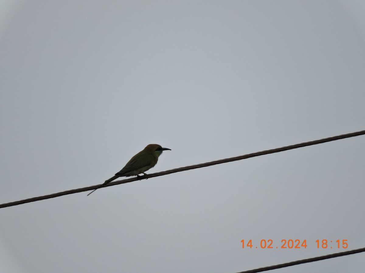 Blue-tailed Bee-eater - ML617865559
