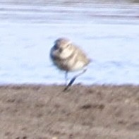 Double-banded Plover - ML617865588