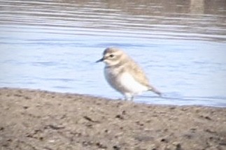 Double-banded Plover - ML617865589