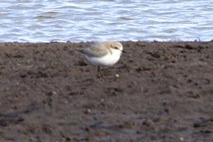 Red-capped Plover - ML617865593