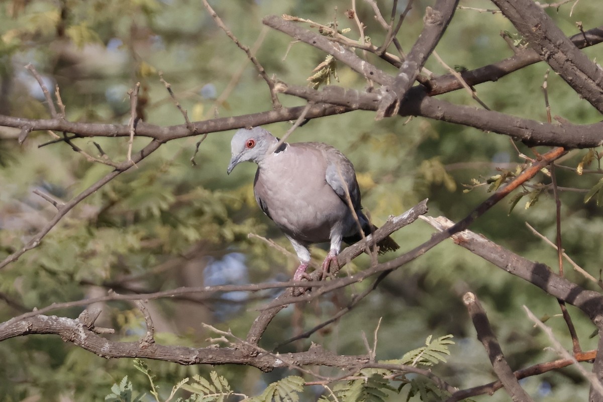 Mourning Collared-Dove - ML617865606