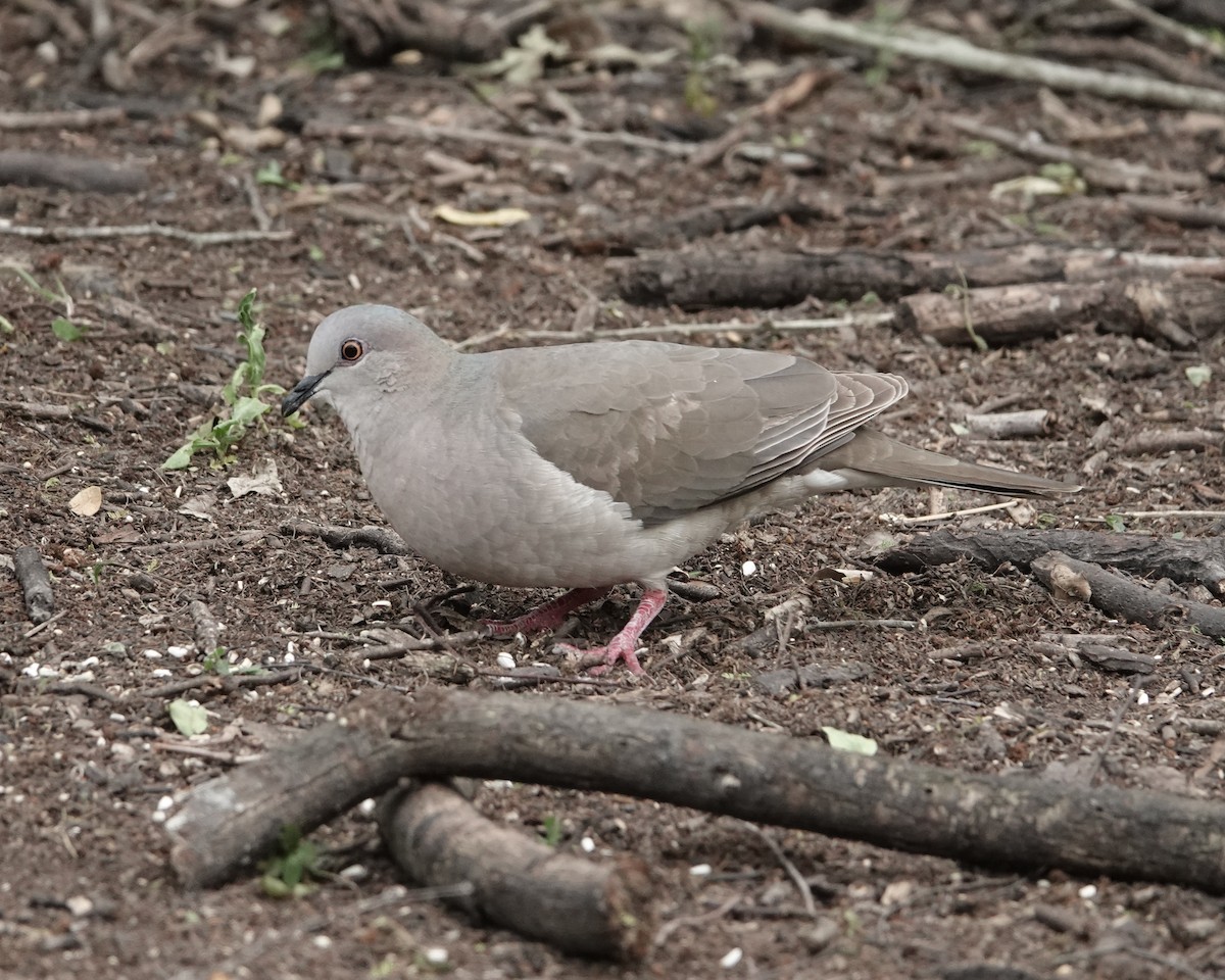 White-tipped Dove - Gary Martindale