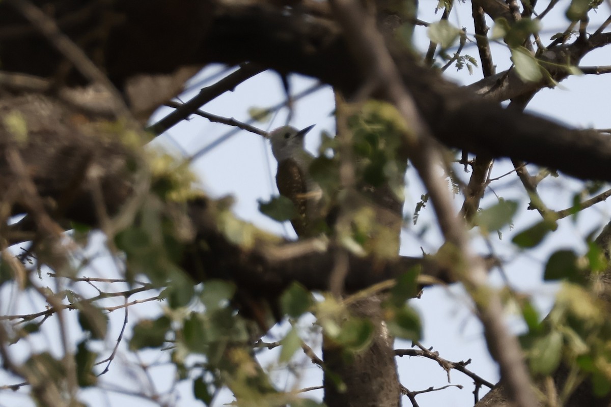African Gray Woodpecker - ML617865634