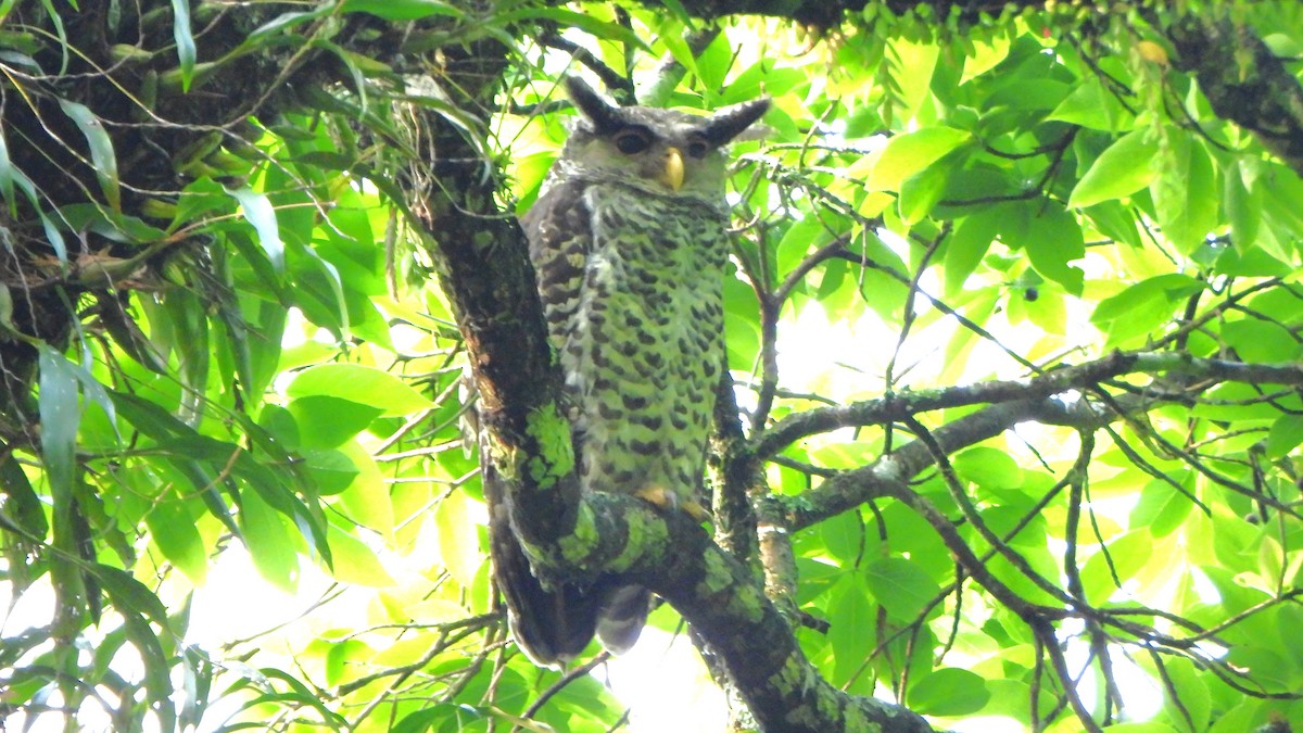Spot-bellied Eagle-Owl - ML617865667