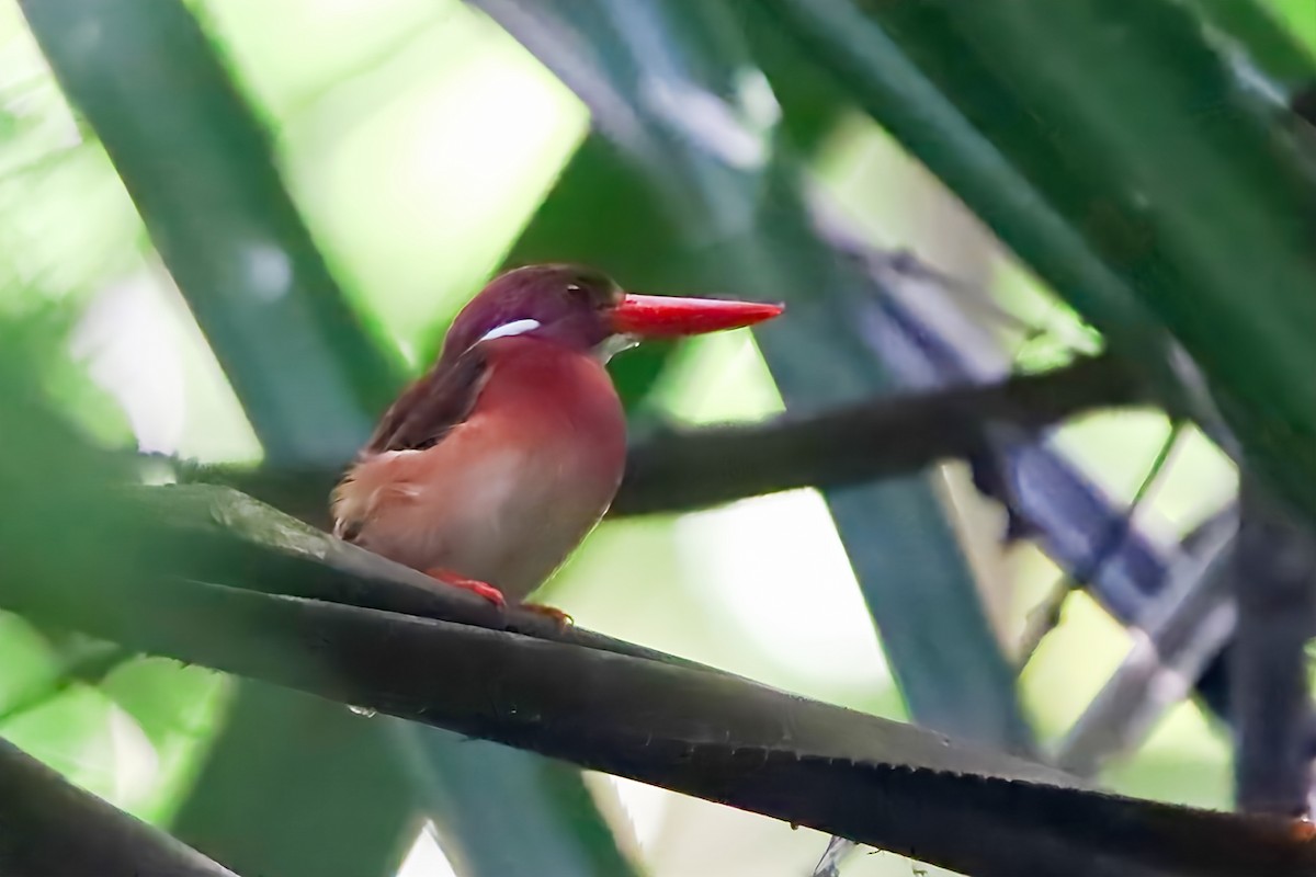 Philippine Dwarf-Kingfisher (Mindanao) - ML617865683
