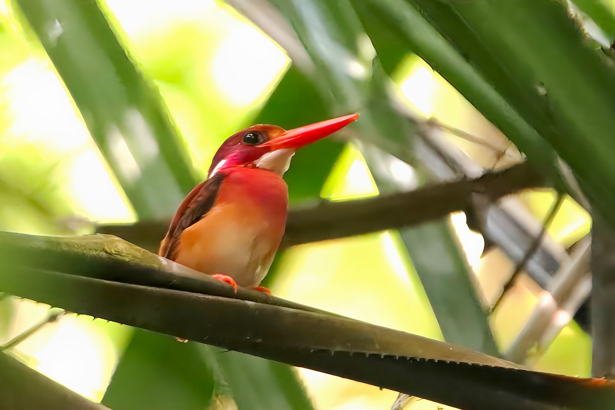 Philippine Dwarf-Kingfisher (Mindanao) - ML617865684