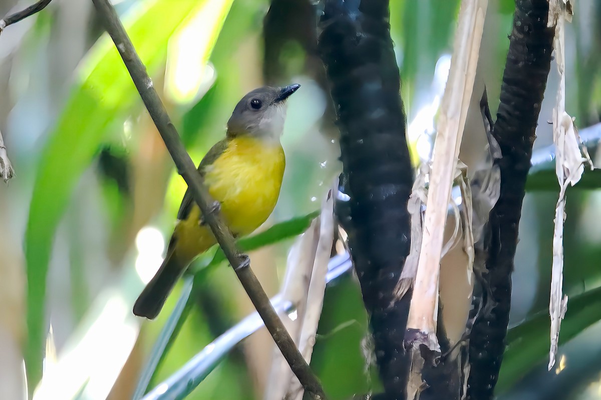 Yellow-bellied Whistler (philippinensis Group) - Chris Chafer
