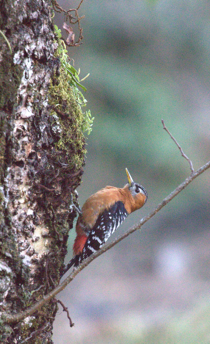 Rufous-bellied Woodpecker - ML617865785
