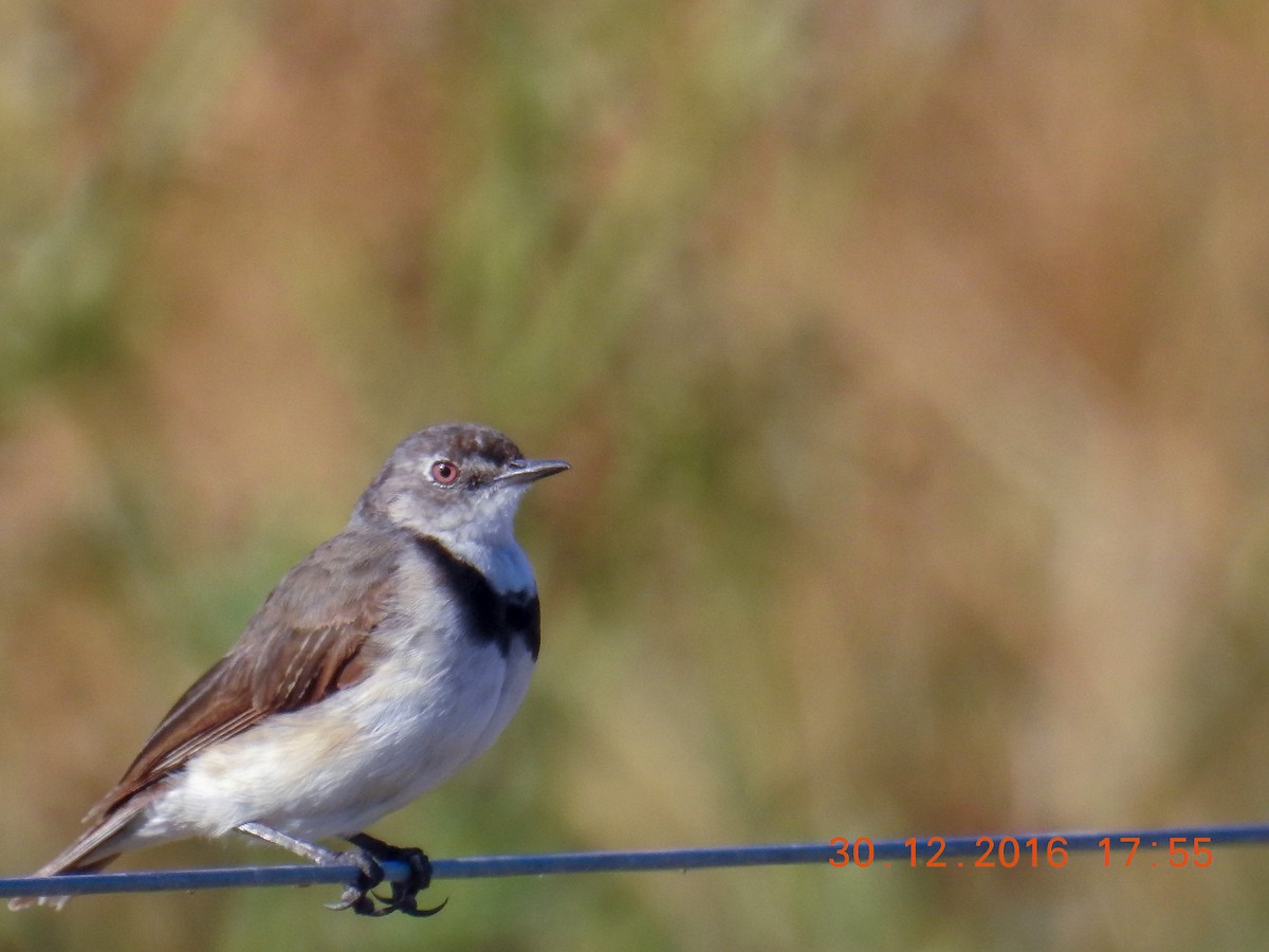 White-fronted Chat - ML617865788
