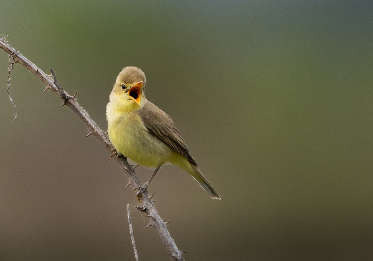 Melodious Warbler - ML617865795