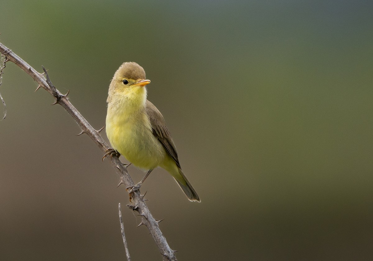 Melodious Warbler - ML617865796