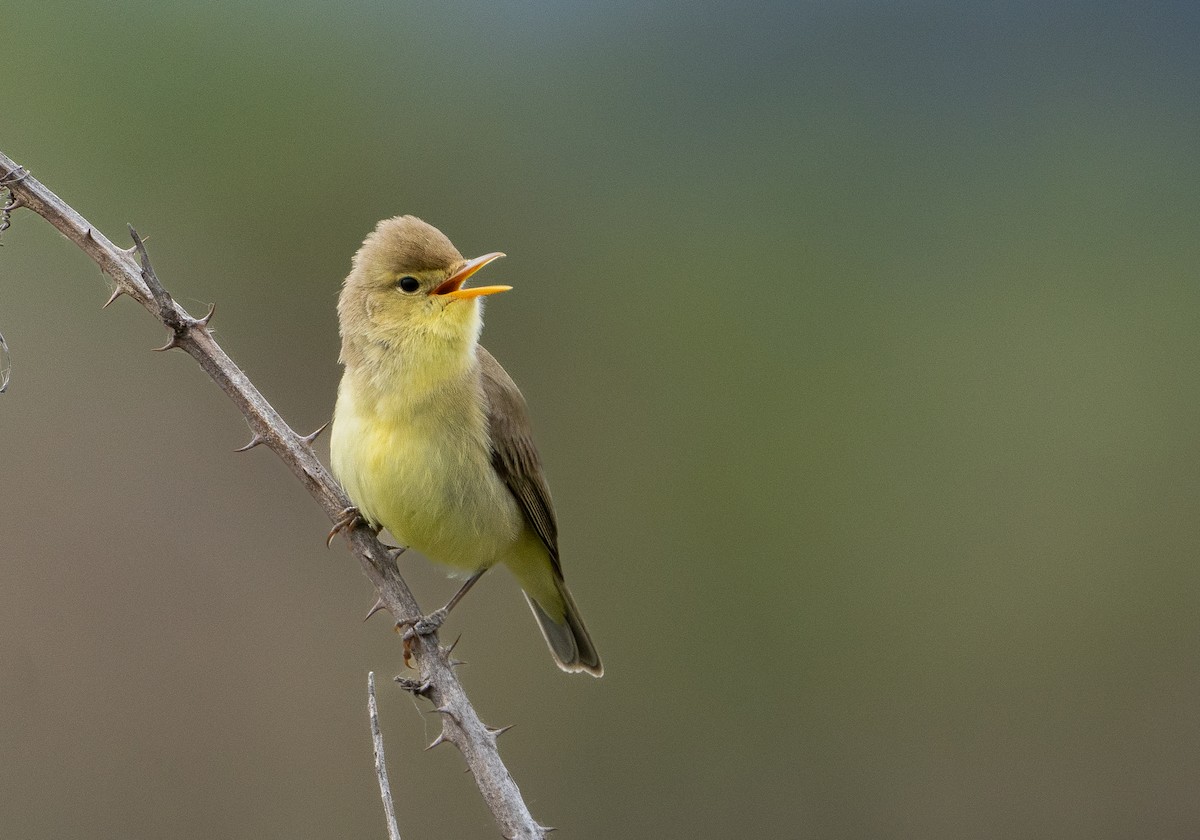 Melodious Warbler - ML617865797