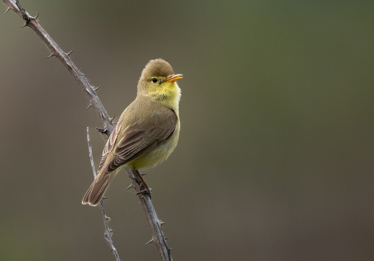 Melodious Warbler - ML617865798
