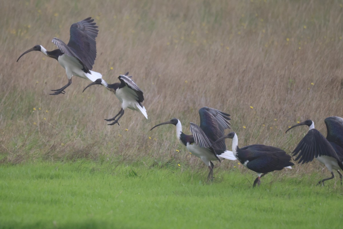 ibis slámokrký - ML617865818