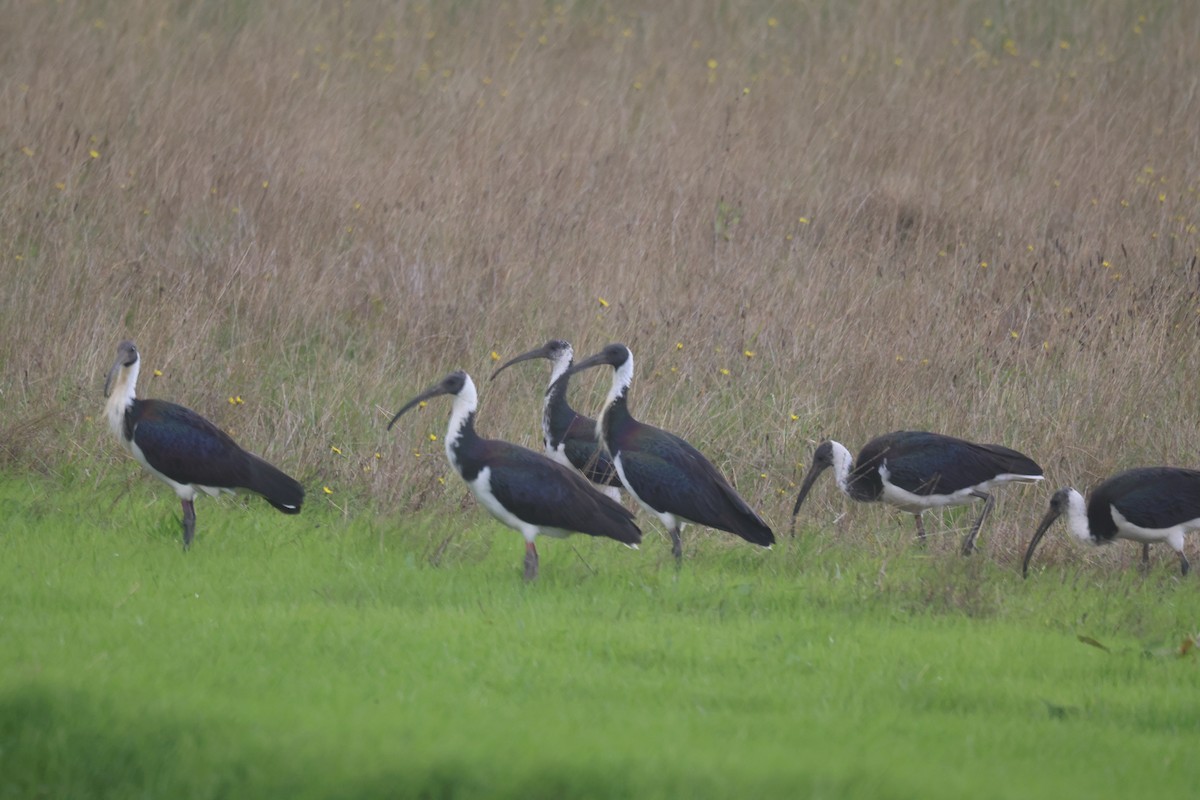 ibis slámokrký - ML617865819