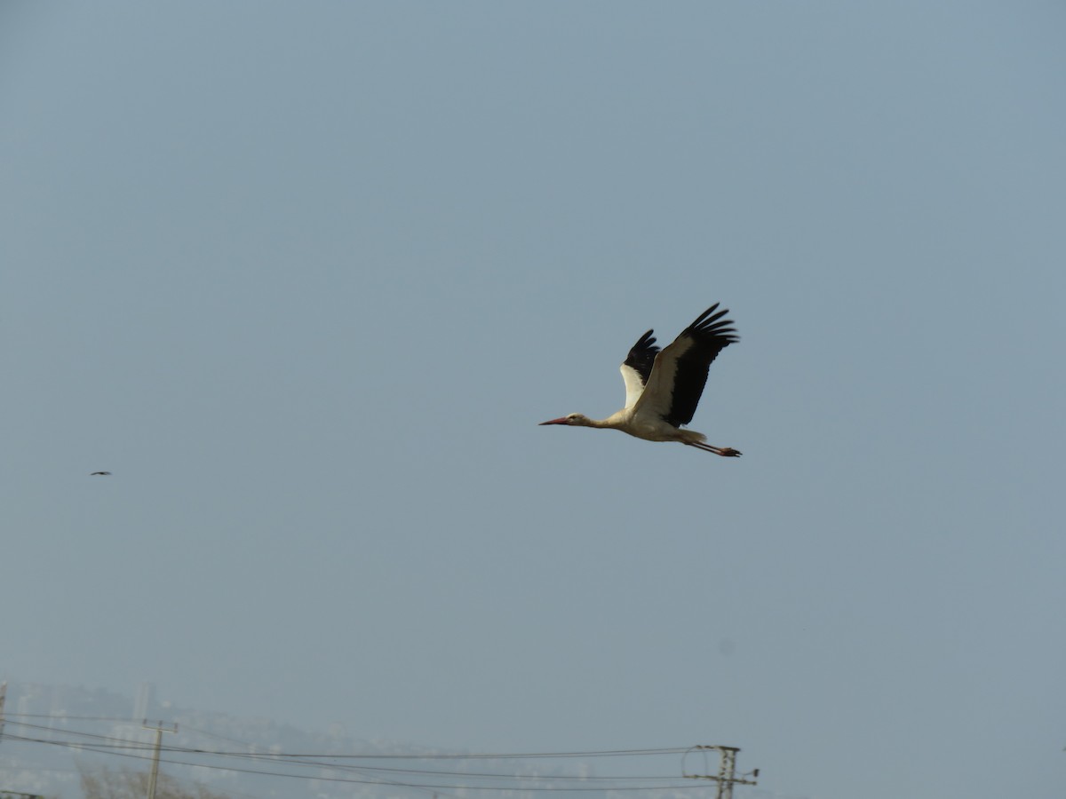 White Stork - ML617865867