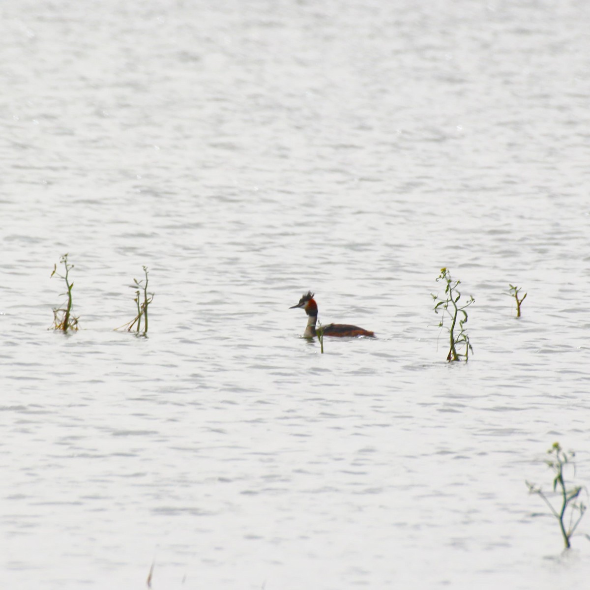 Great Crested Grebe - ML617865886