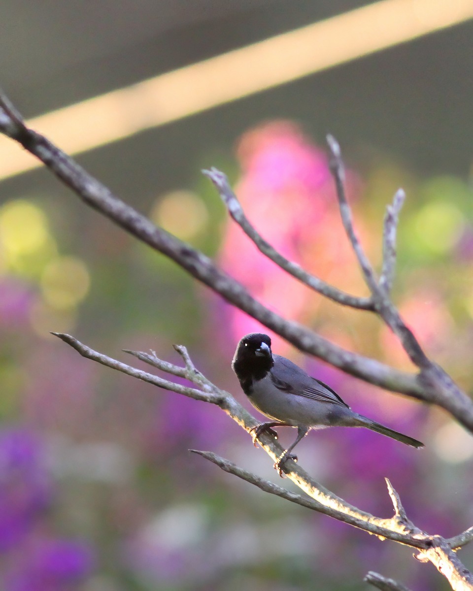 Black-faced Tanager - ML617865897