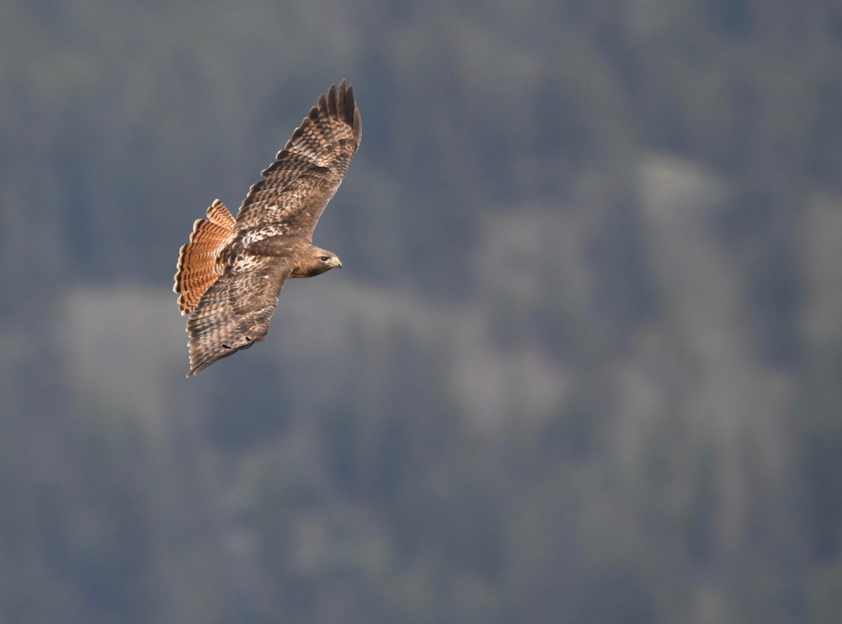Red-tailed Hawk - ML617865905