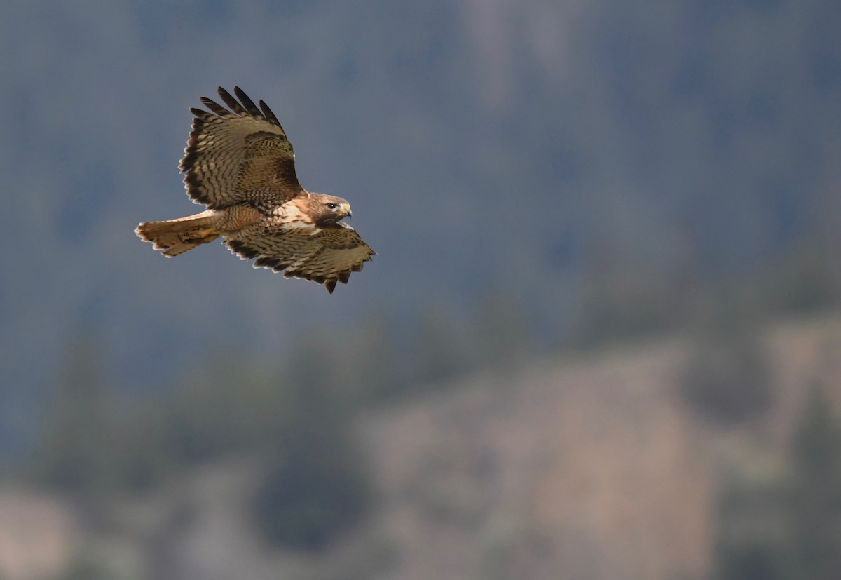 Red-tailed Hawk - ML617865906