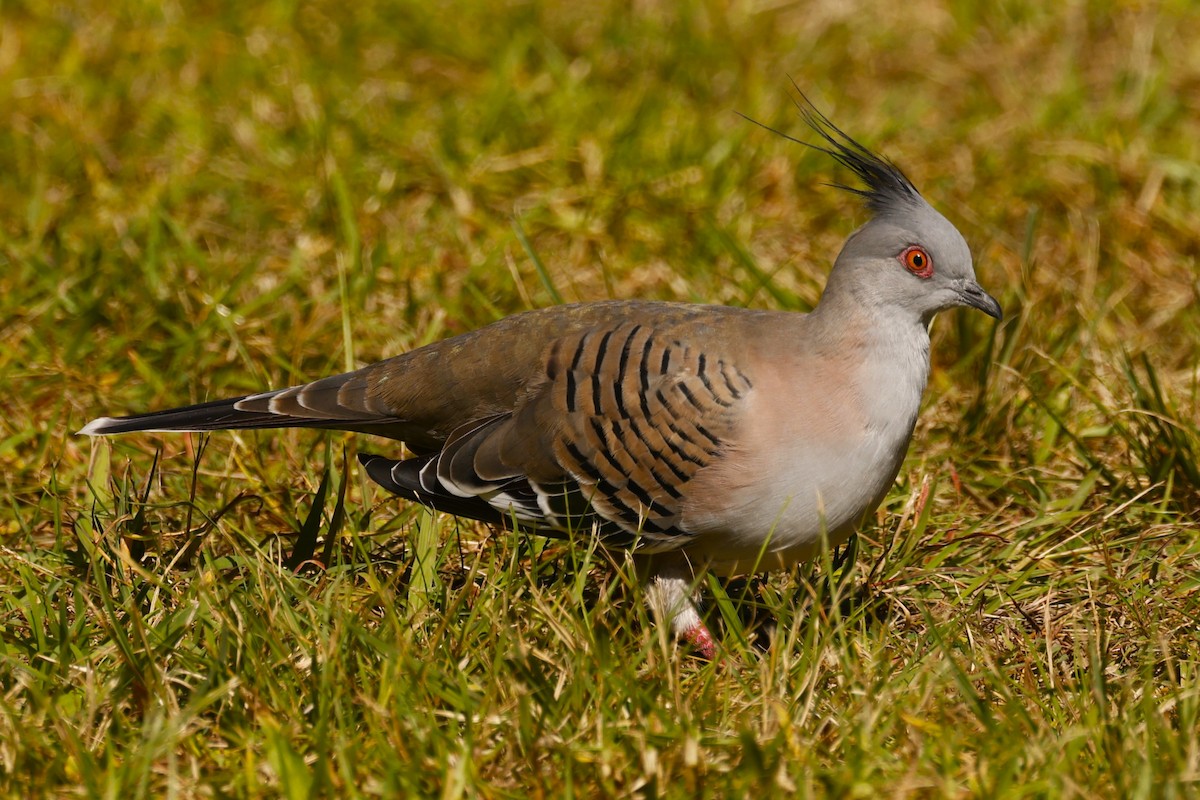 Crested Pigeon - ML617865923