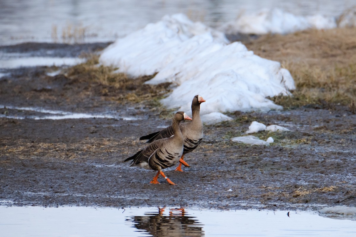 Greater White-fronted Goose - ML617865946