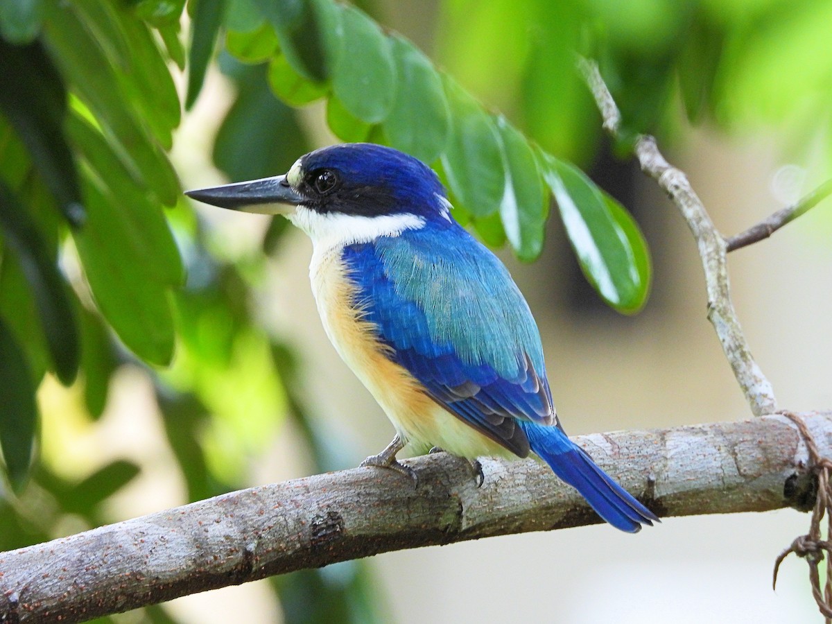 Forest Kingfisher - ML617865947