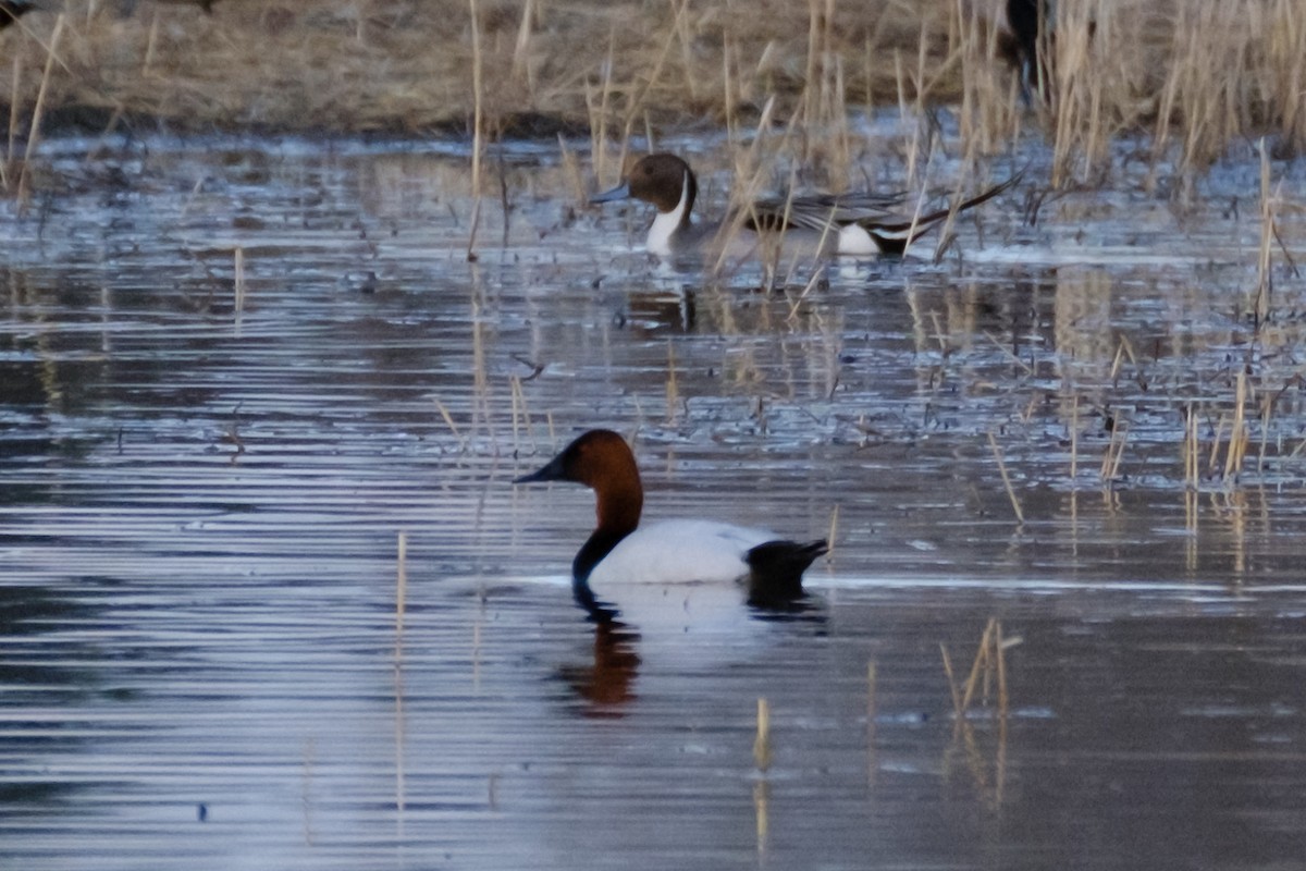 Canvasback - Stacie Oaks