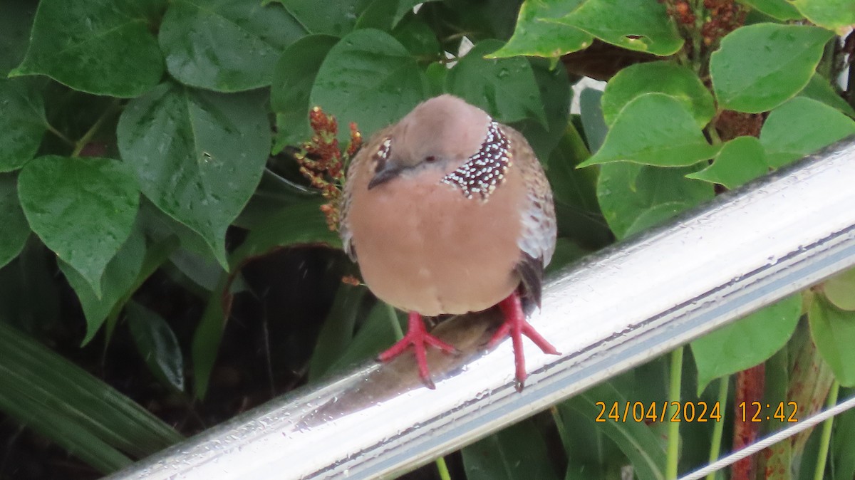 Spotted Dove - ML617865973