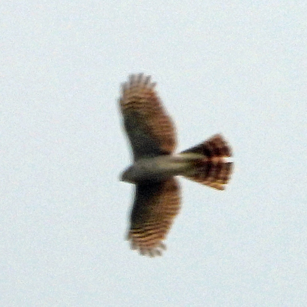 Eurasian Sparrowhawk - ML617866043