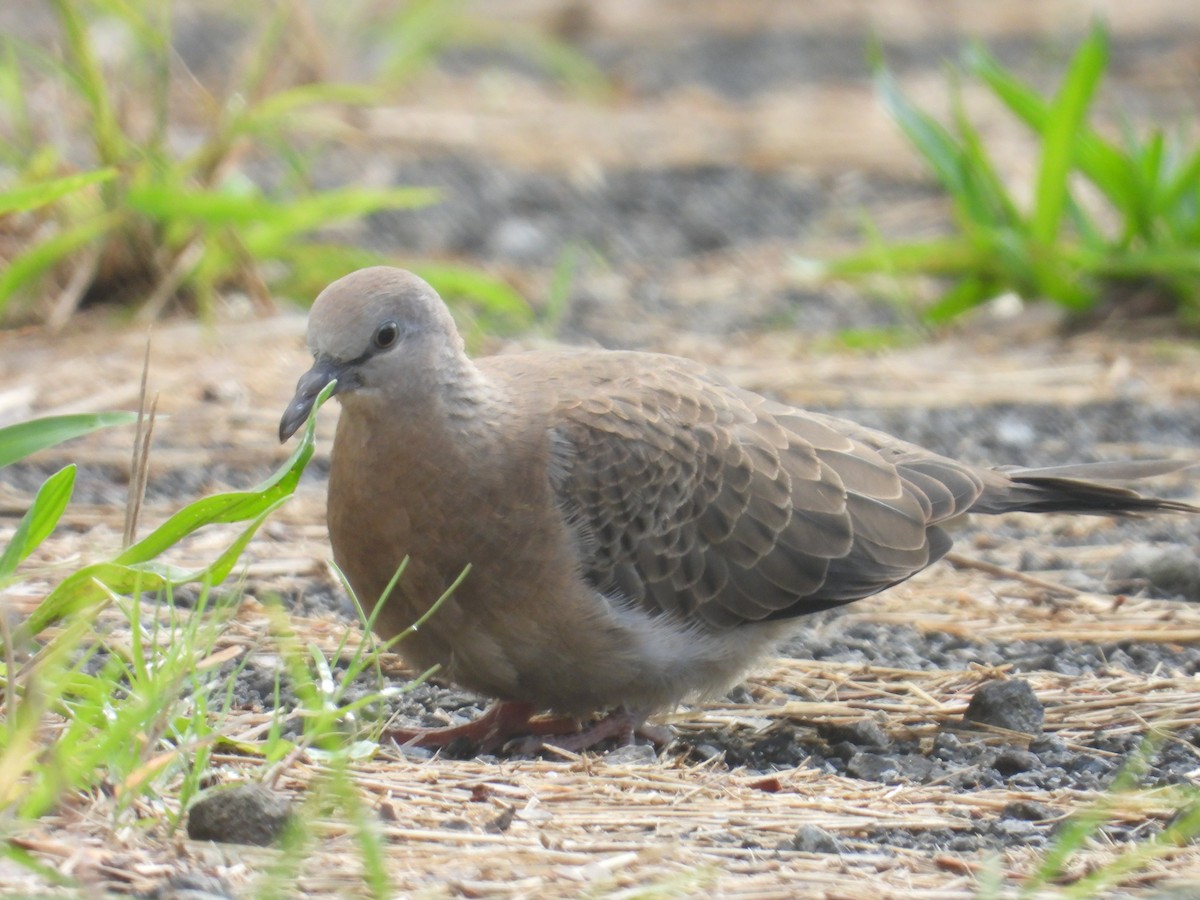 Spotted Dove - ML617866054