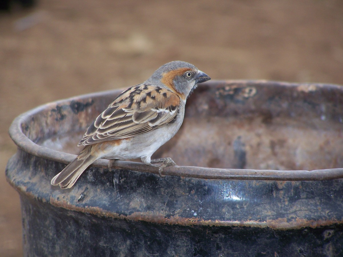 Kenya Rufous Sparrow - ML617866132