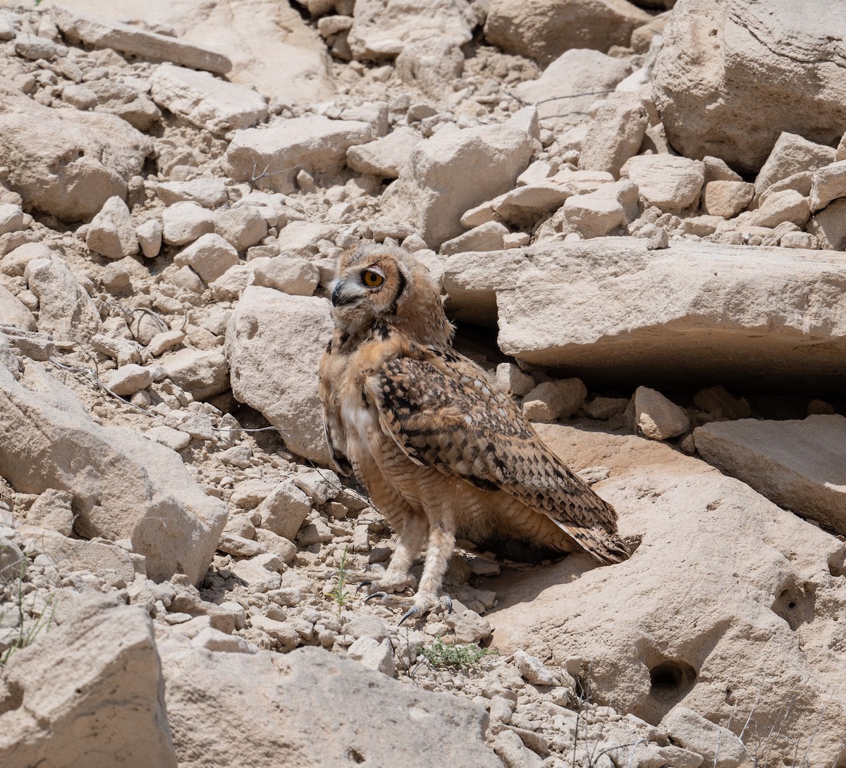 Pharaoh Eagle-Owl - ML617866135