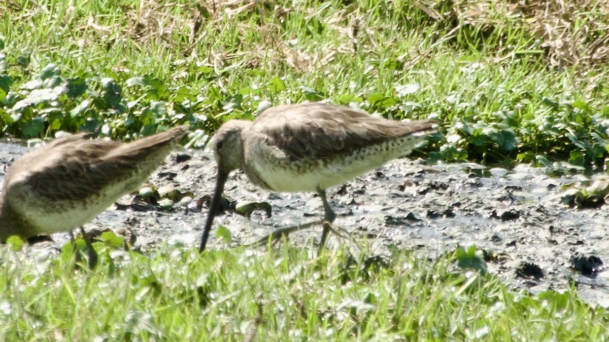 Long-billed Dowitcher - ML617866207