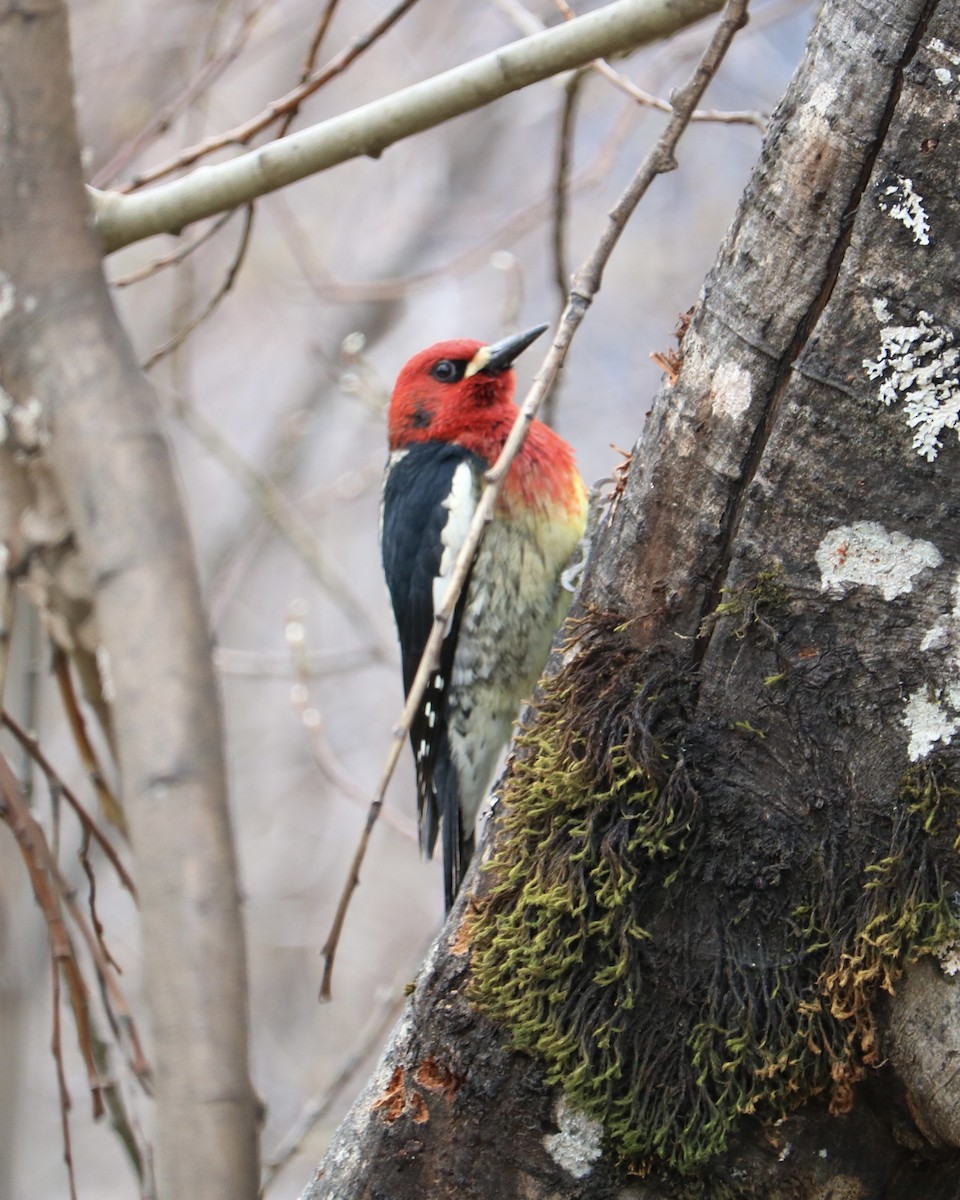 Red-breasted Sapsucker - ML617866212