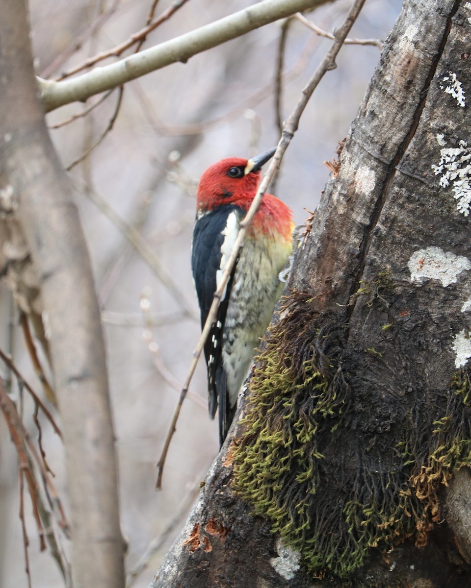 Red-breasted Sapsucker - ML617866214