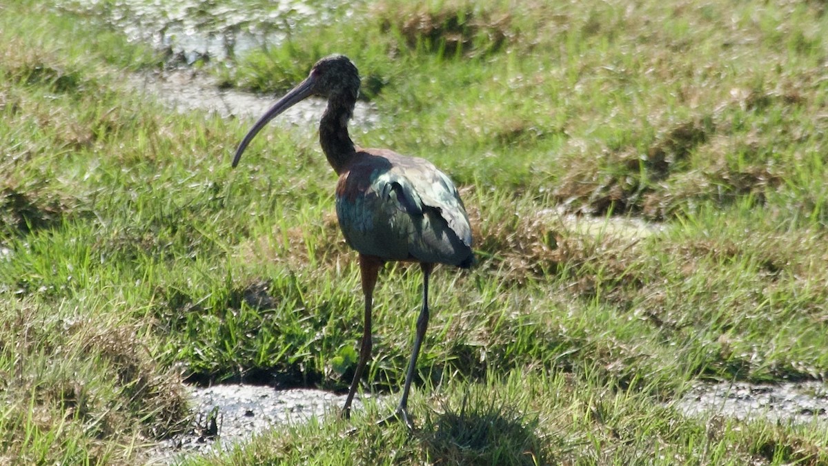 ibis americký - ML617866241