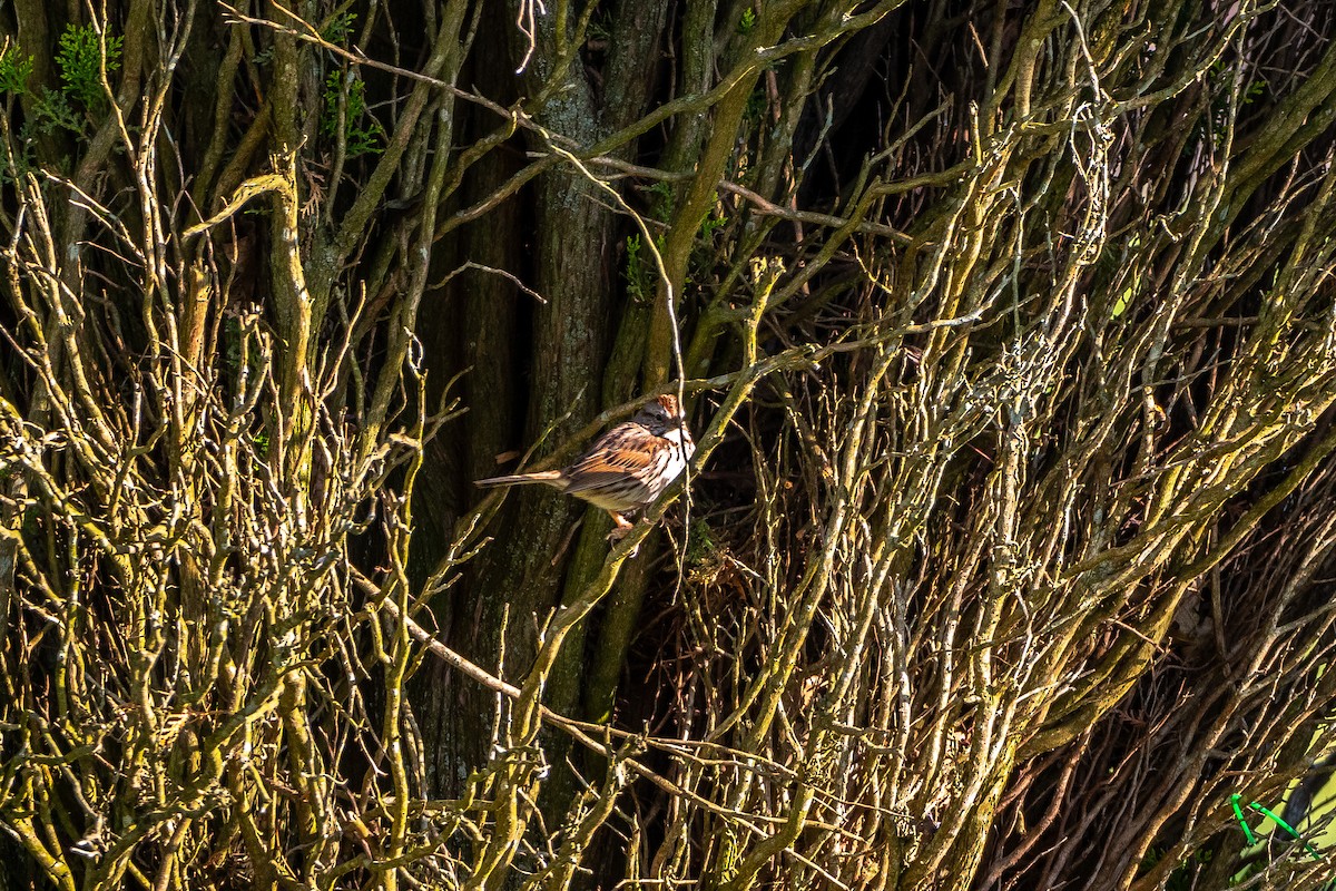 Chipping Sparrow - ML617866303