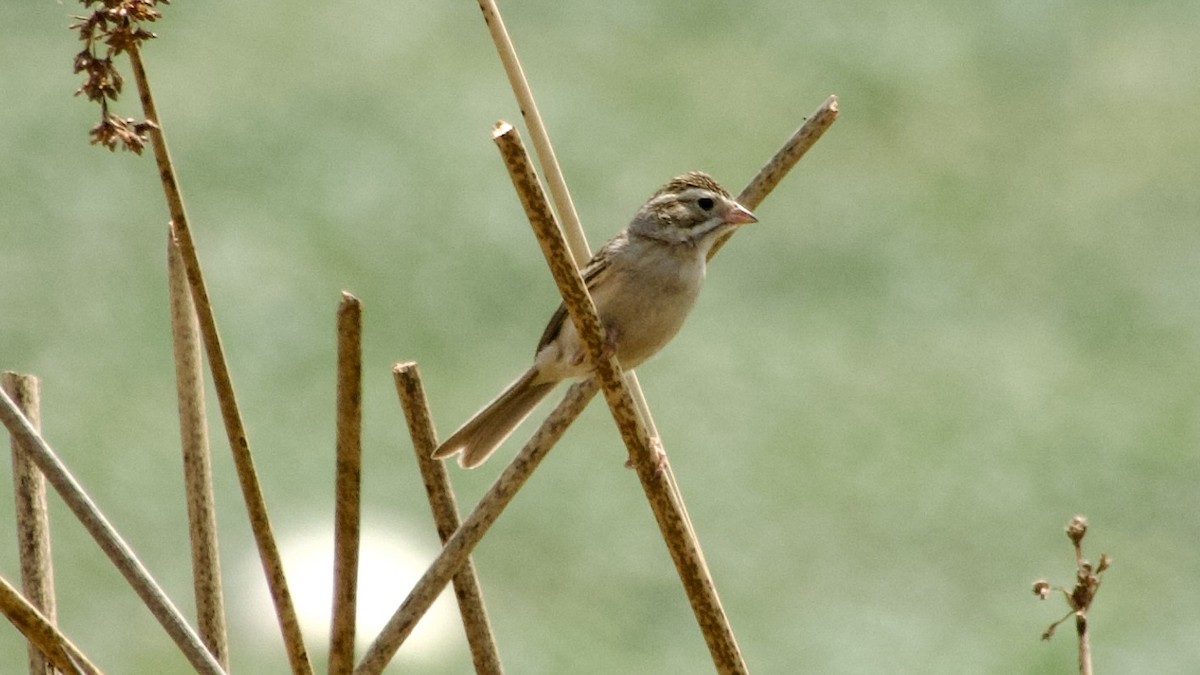 Chipping Sparrow - ML617866336