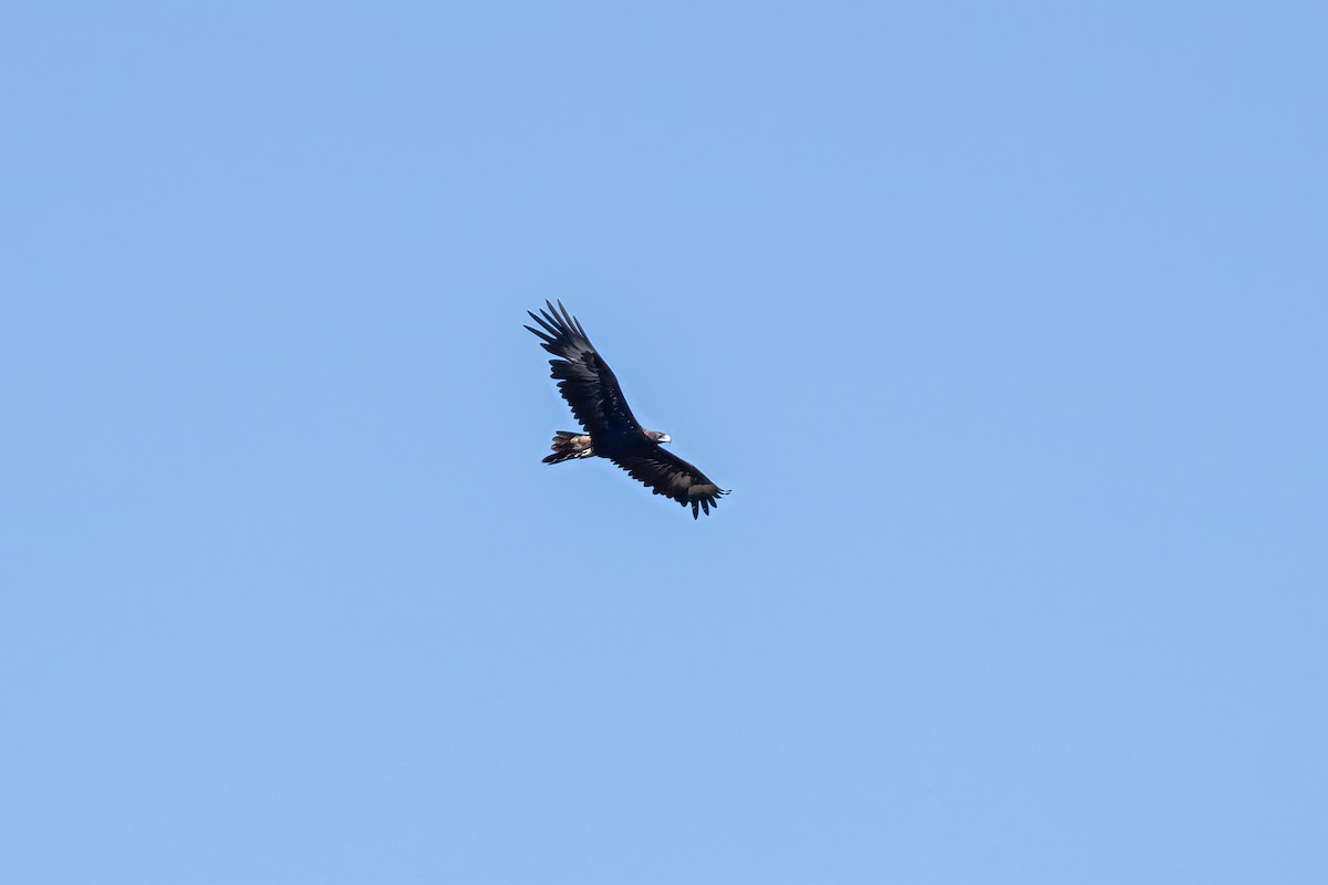 Wedge-tailed Eagle - ML617866366