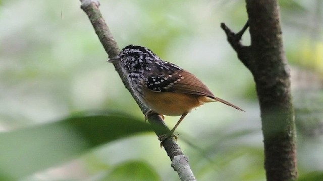 Rondonia Warbling-Antbird - ML617866373