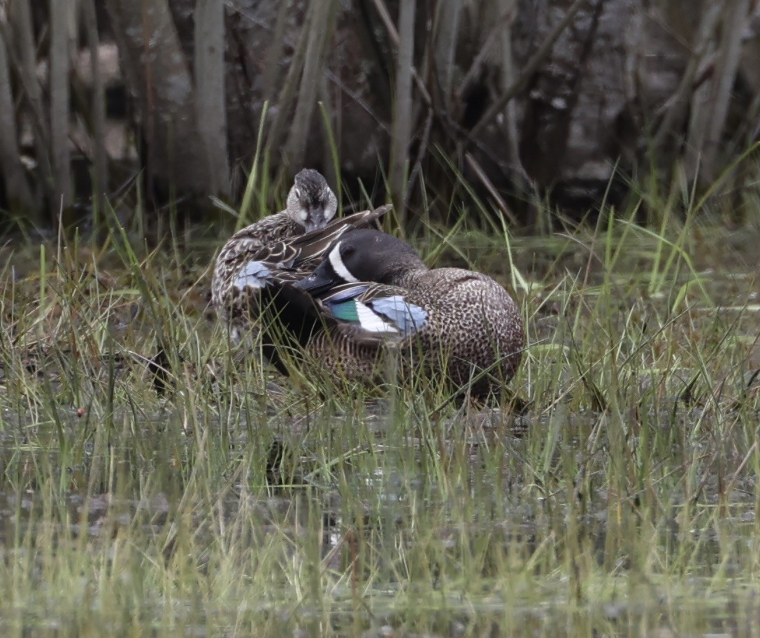 Blue-winged Teal - ML617866374