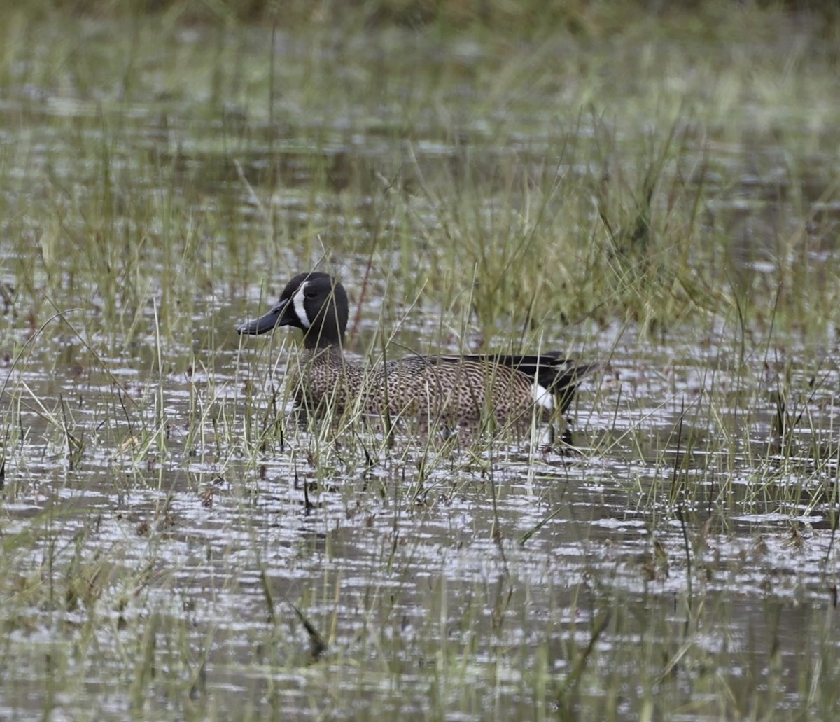 Blue-winged Teal - ML617866386