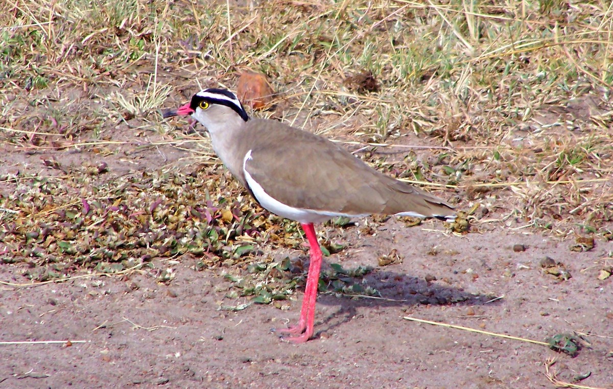 Crowned Lapwing - ML617866405
