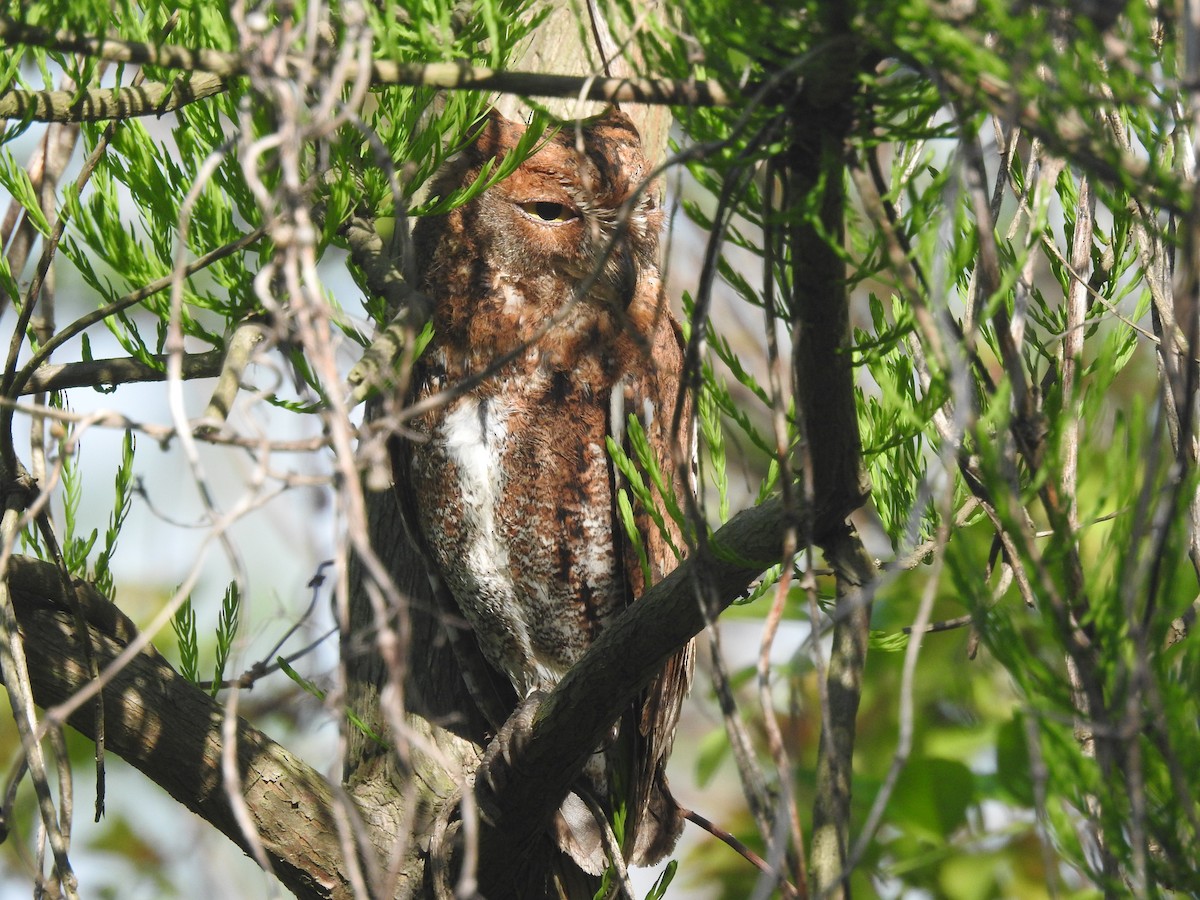 Oriental Scops-Owl (Oriental) - ML617866409