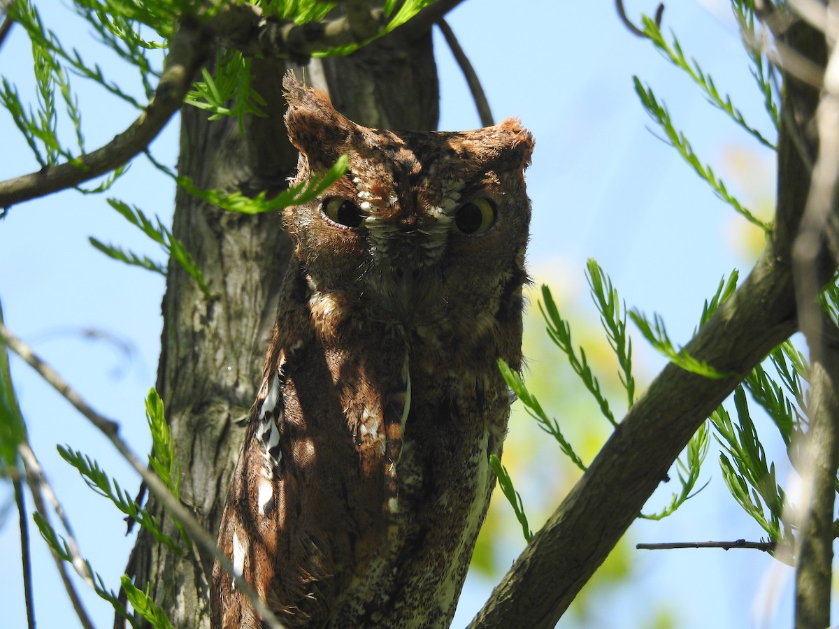 Oriental Scops-Owl (Oriental) - ML617866420