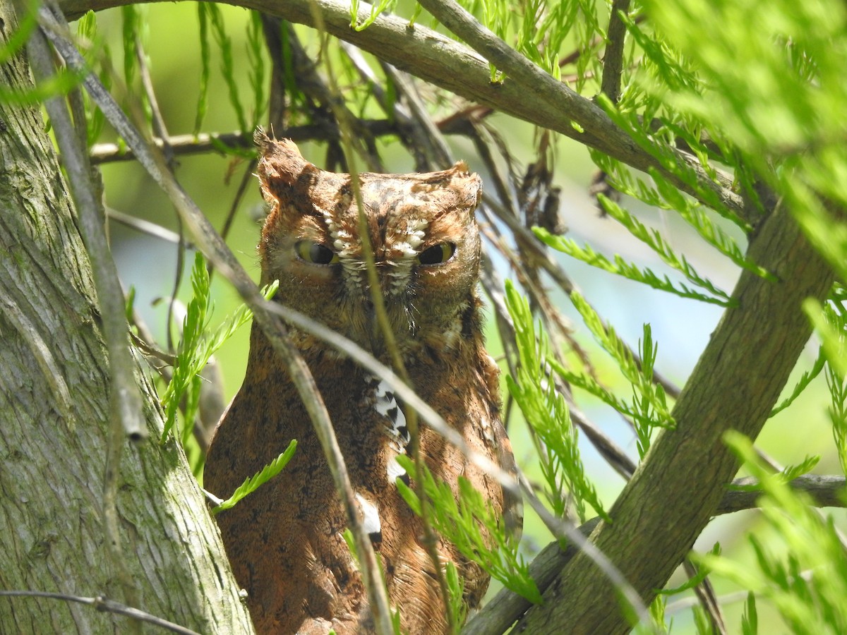 Oriental Scops-Owl (Oriental) - ML617866423