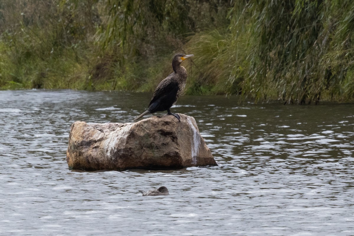 Great Cormorant (Australasian) - Nige Hartley