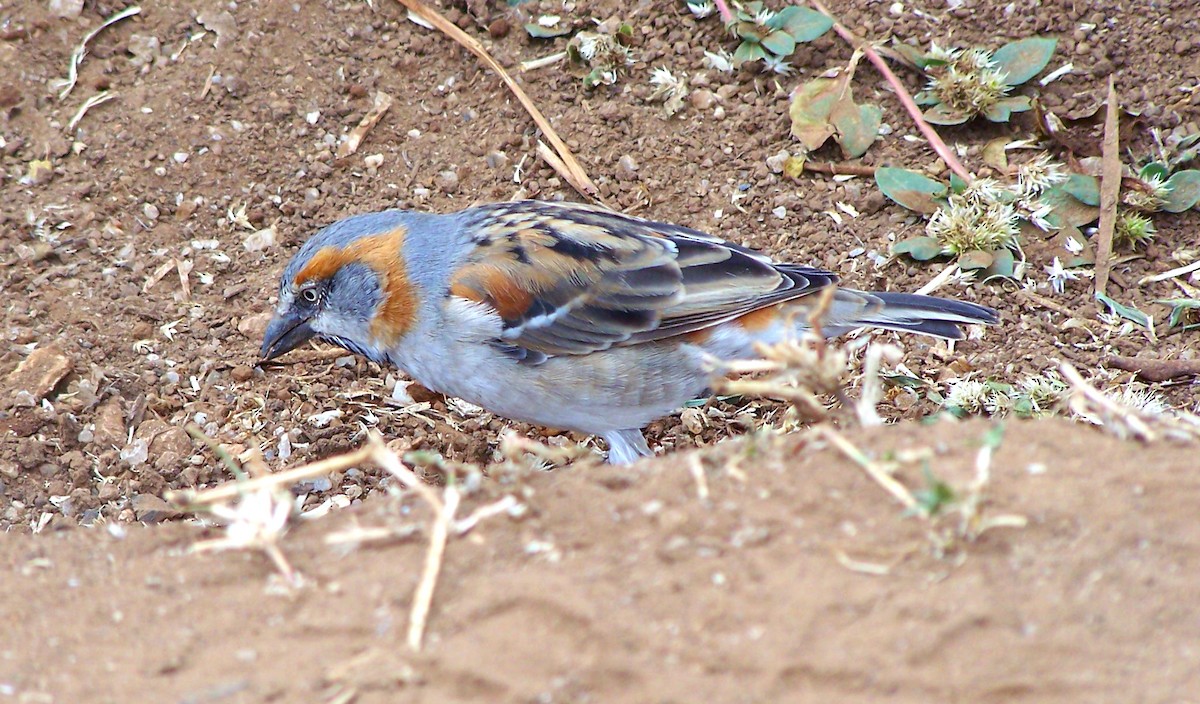 Kenya Rufous Sparrow - ML617866454