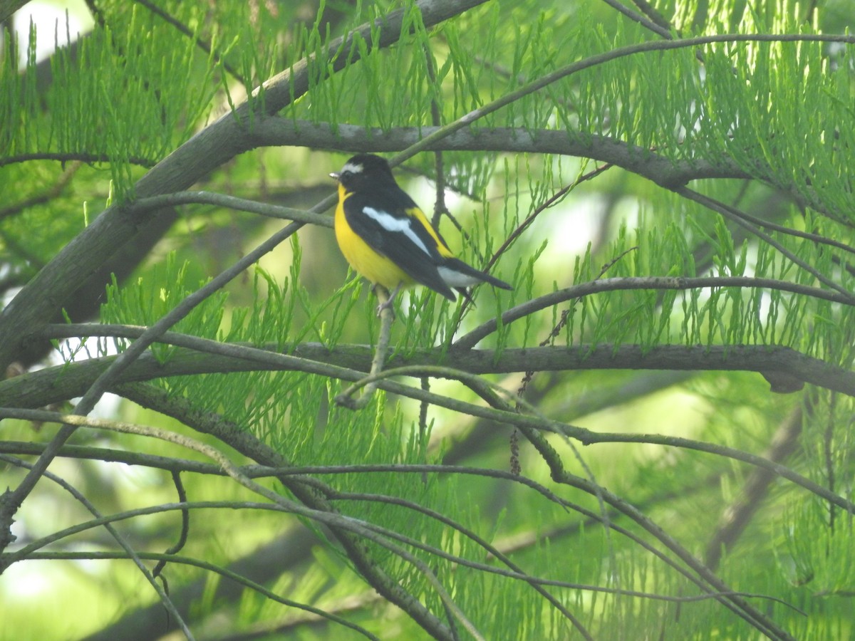 Yellow-rumped Flycatcher - Wenyi Zhou